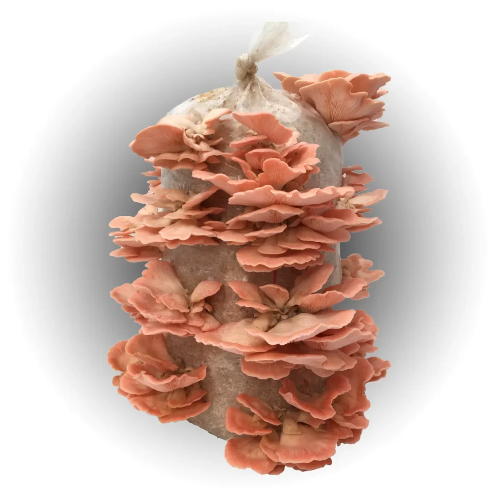 Pink Oyster Mushroom 5kg Grow Kit