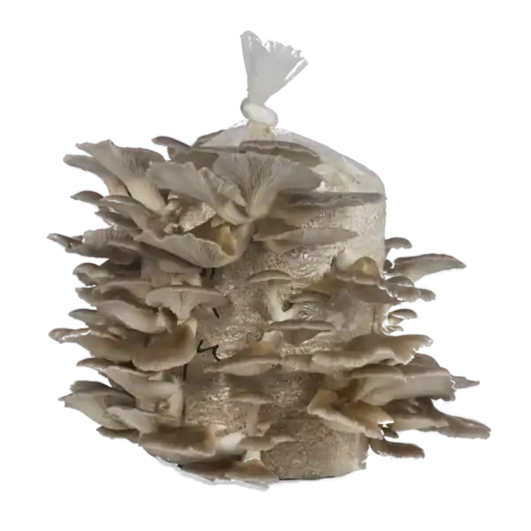 Grey Oyster Mushroom Grow Kits – NZ | Grow at Home 1 4kg grey oyster mushroom kit