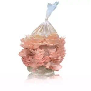 Pink oyster Mushroom Grow Kit