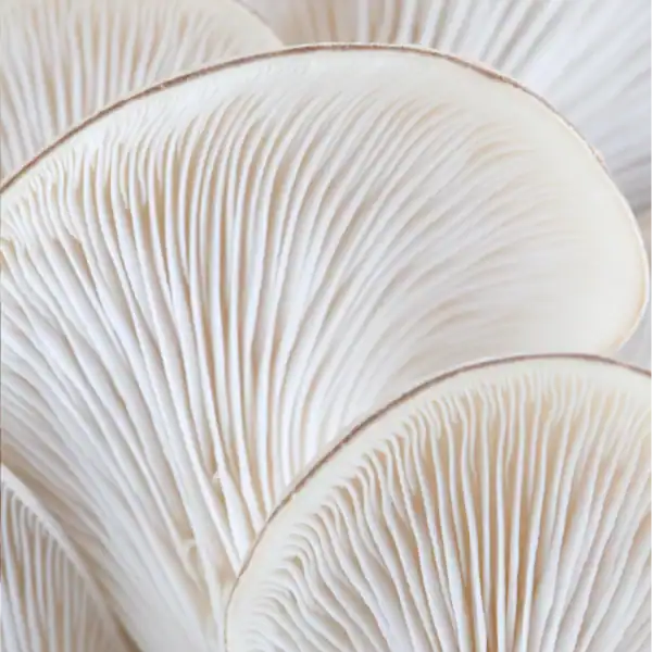 Grey Oyster Mushroom Grow Kits – NZ | Grow at Home 2 Grey Oyster Mushrooms
