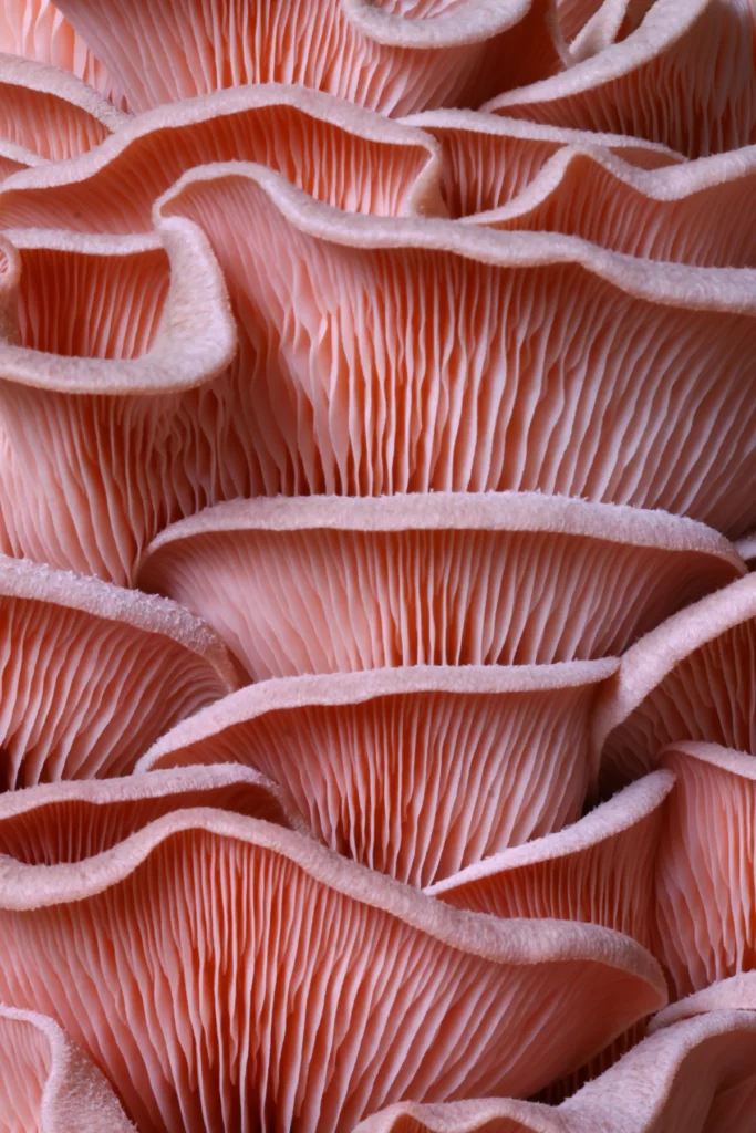 Pink Oyster Mushroom gills