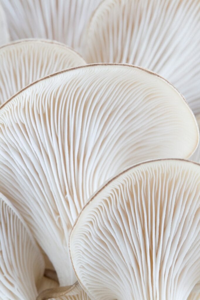 Grey Oyster Mushroom gills