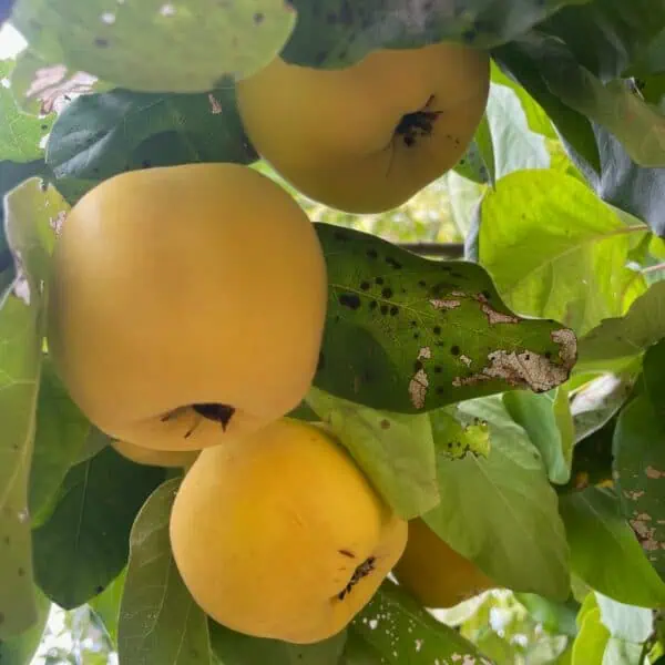 Quince fruit