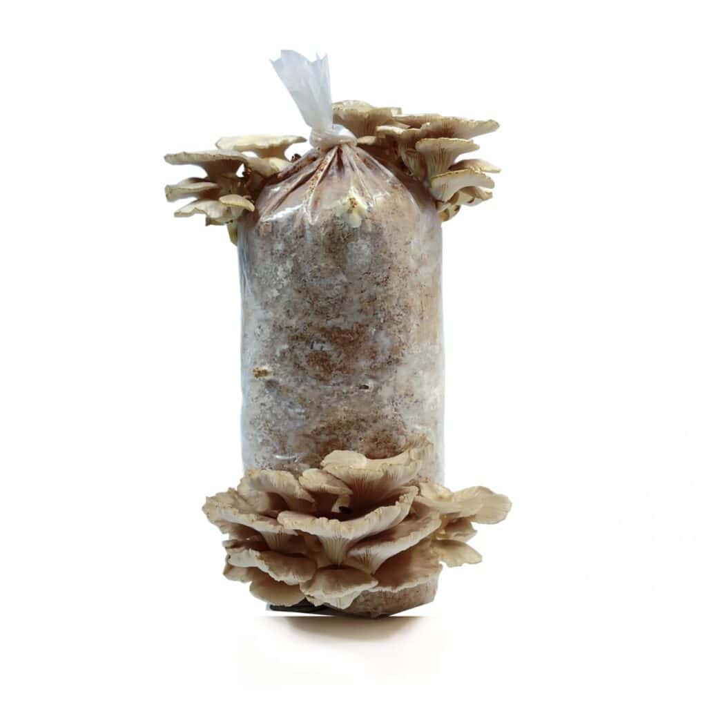 1kg Oyster MushroomGrow Kit