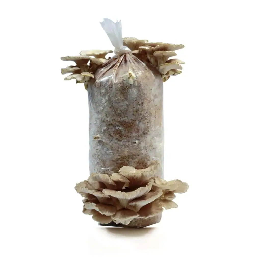 1kg Oyster MushroomGrow Kit