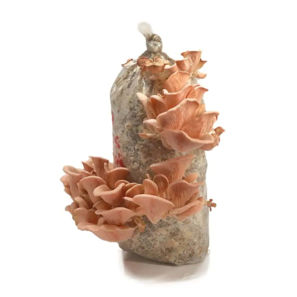 1kg Pink Oyster Mushroom Grow kit