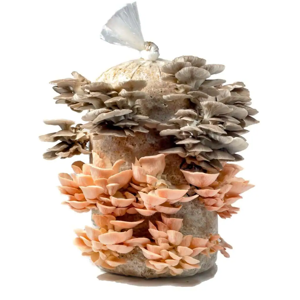pink and grey oyster mushroom grow kit