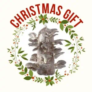Oyster mushroom kit for christmas