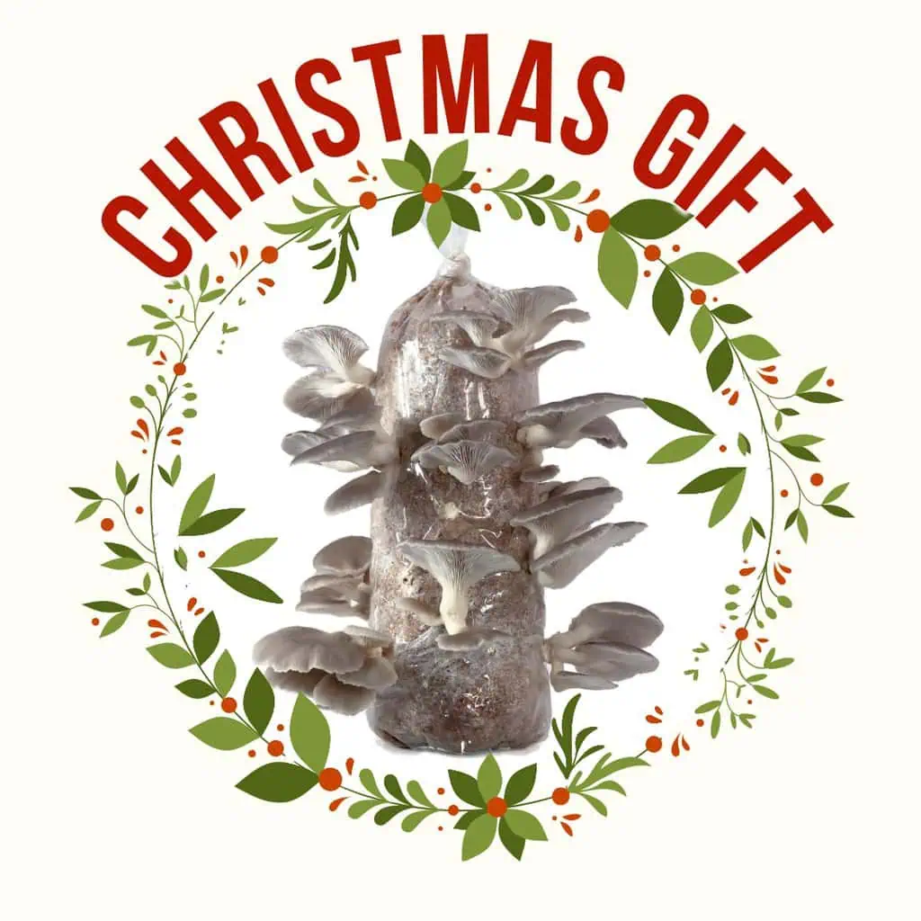 Oyster mushroom kit for christmas