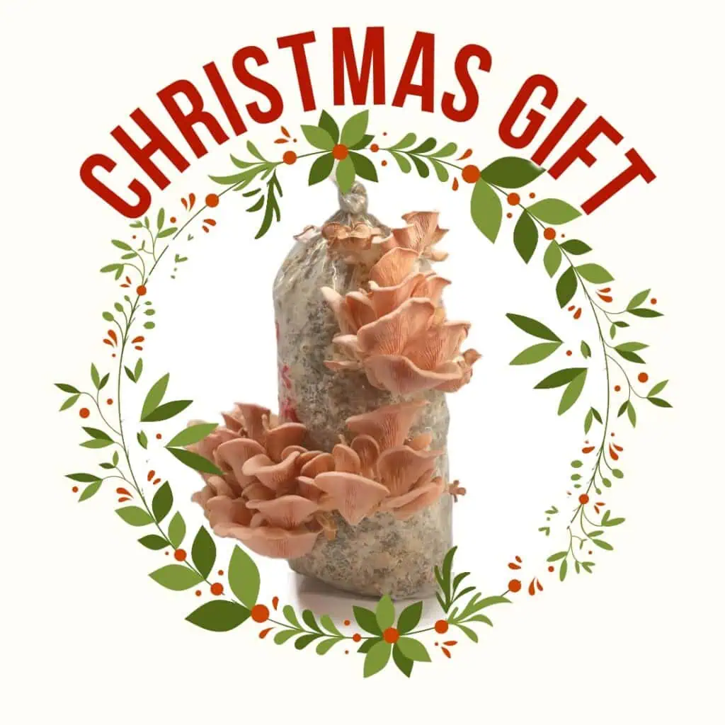 xmas mushroom minifarm