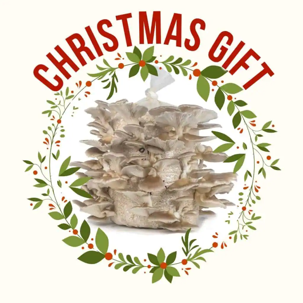 Oyster mushroom kit for christmas