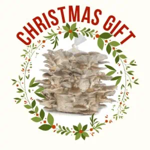 Oyster mushroom kit for christmas