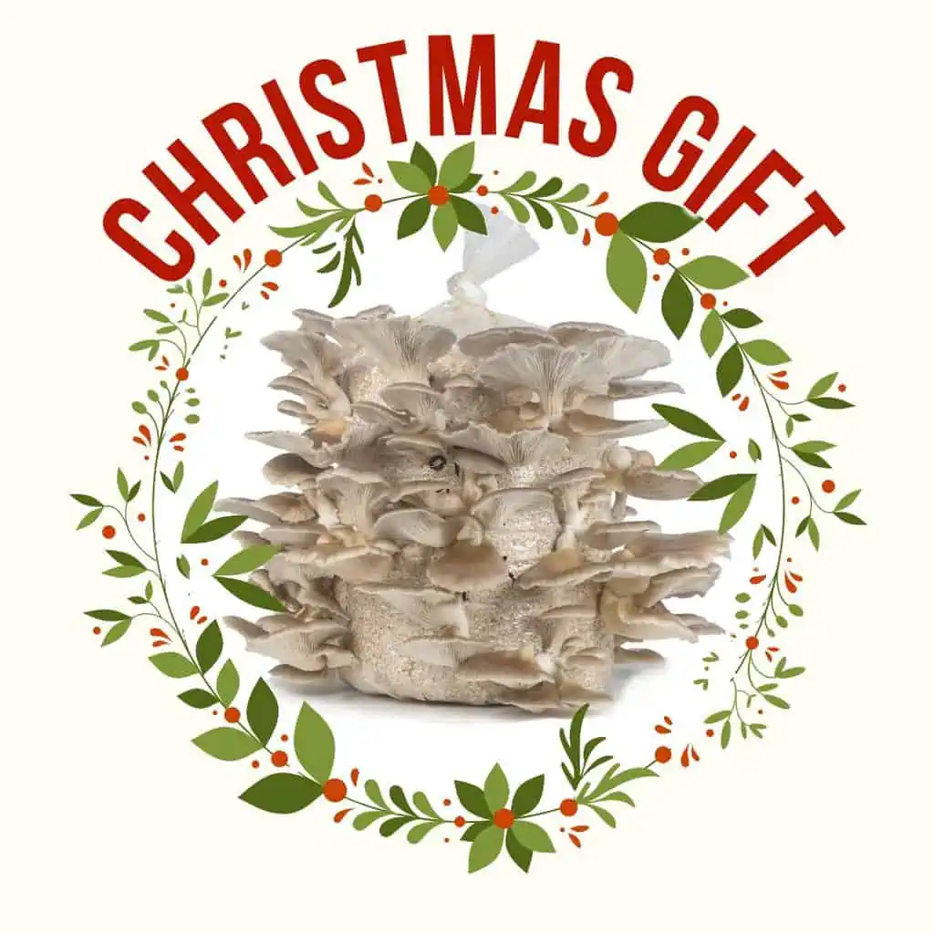 Oyster mushroom kit for christmas