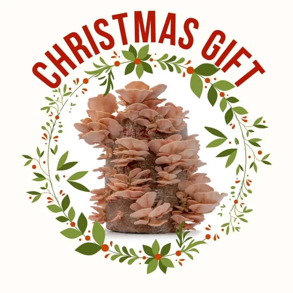 Oyster mushroom kit for christmas