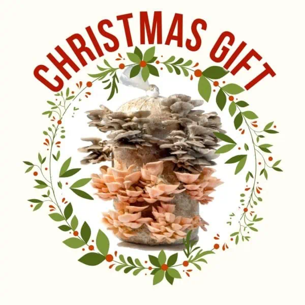 Xmas gift - 5kg Pink & Grey Combo 1 Oyster mushroom kit for christmas