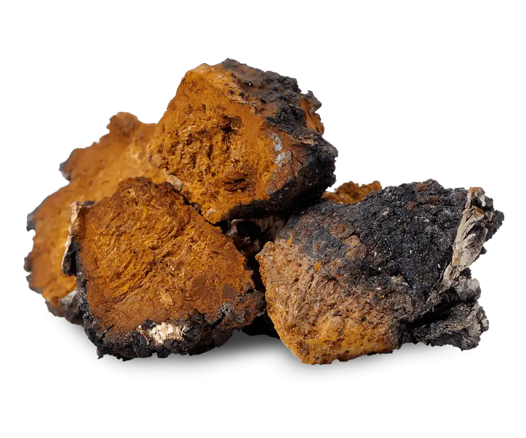 Chaga mushroom extracts