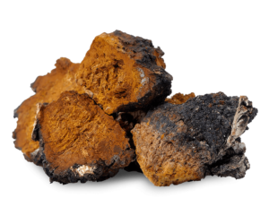 Chaga mushroom extracts