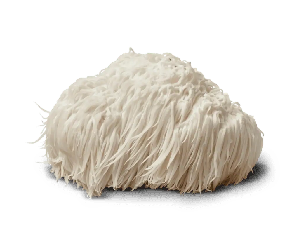Lions Mane Mushroom extract