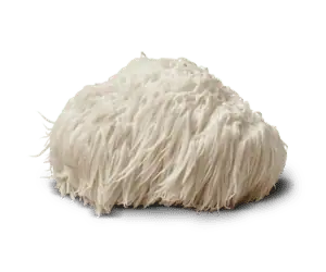 Lions Mane Mushroom extract