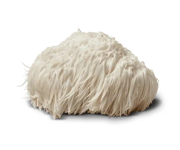 Lions Mane Mushroom extract