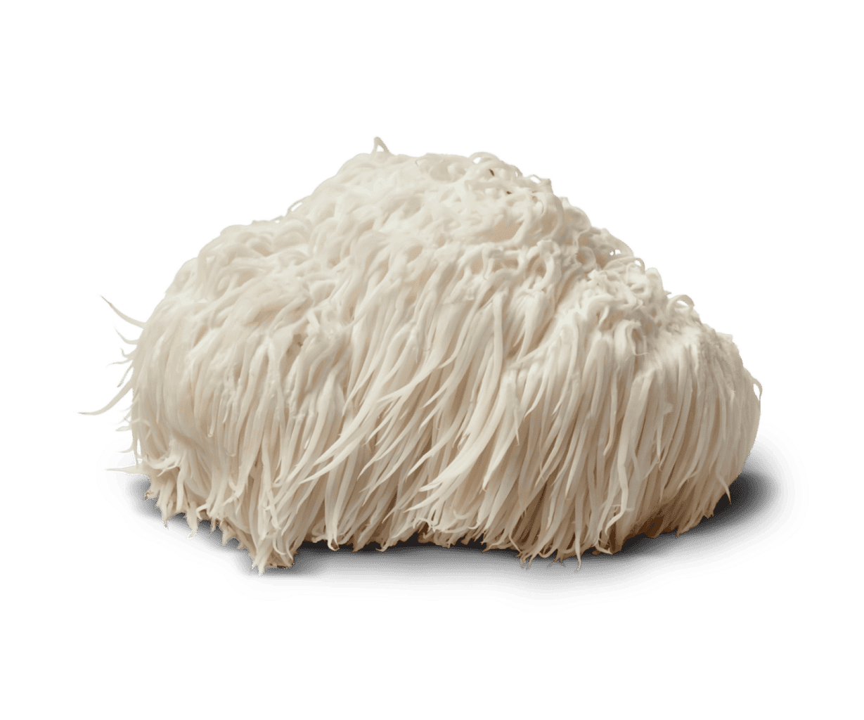 Lions Mane Mushroom extract