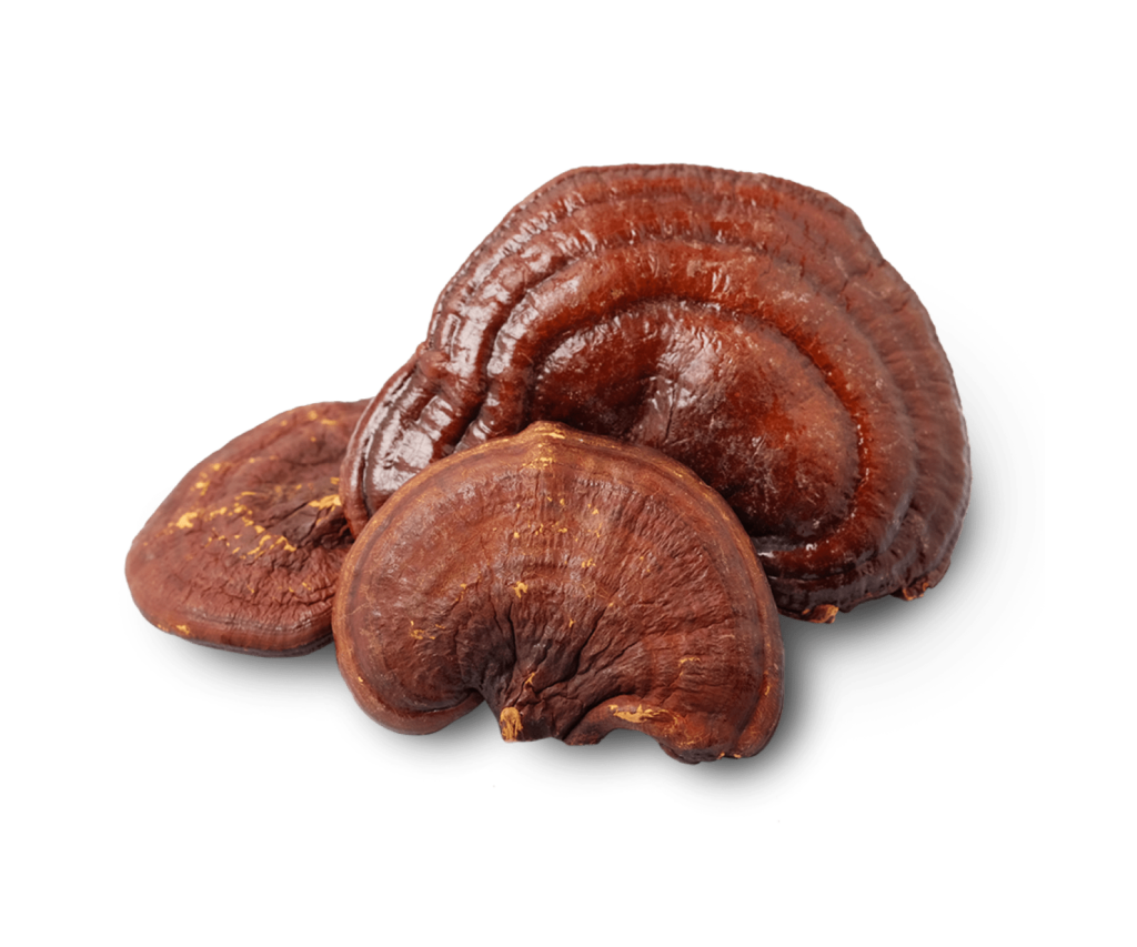 Reishi mushroom extract