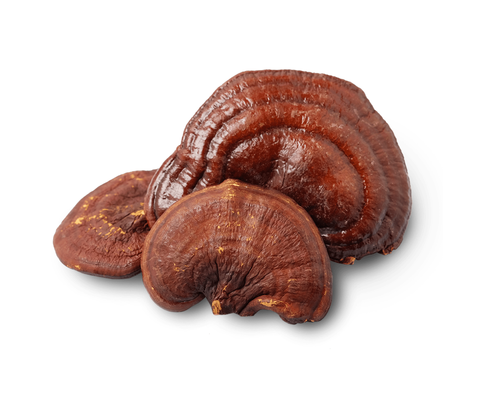 Reishi mushroom extract