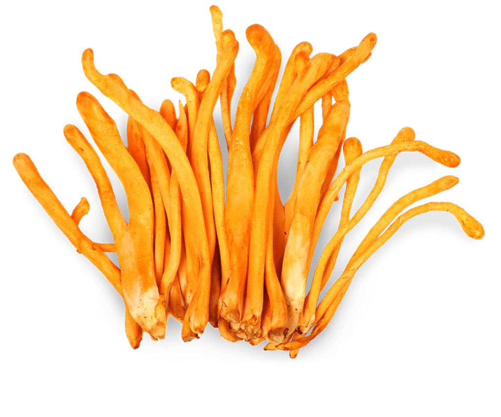 Cordyceps mushroom supplements
