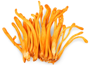 Cordyceps mushroom supplements