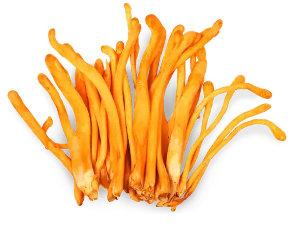 Cordyceps mushroom supplements
