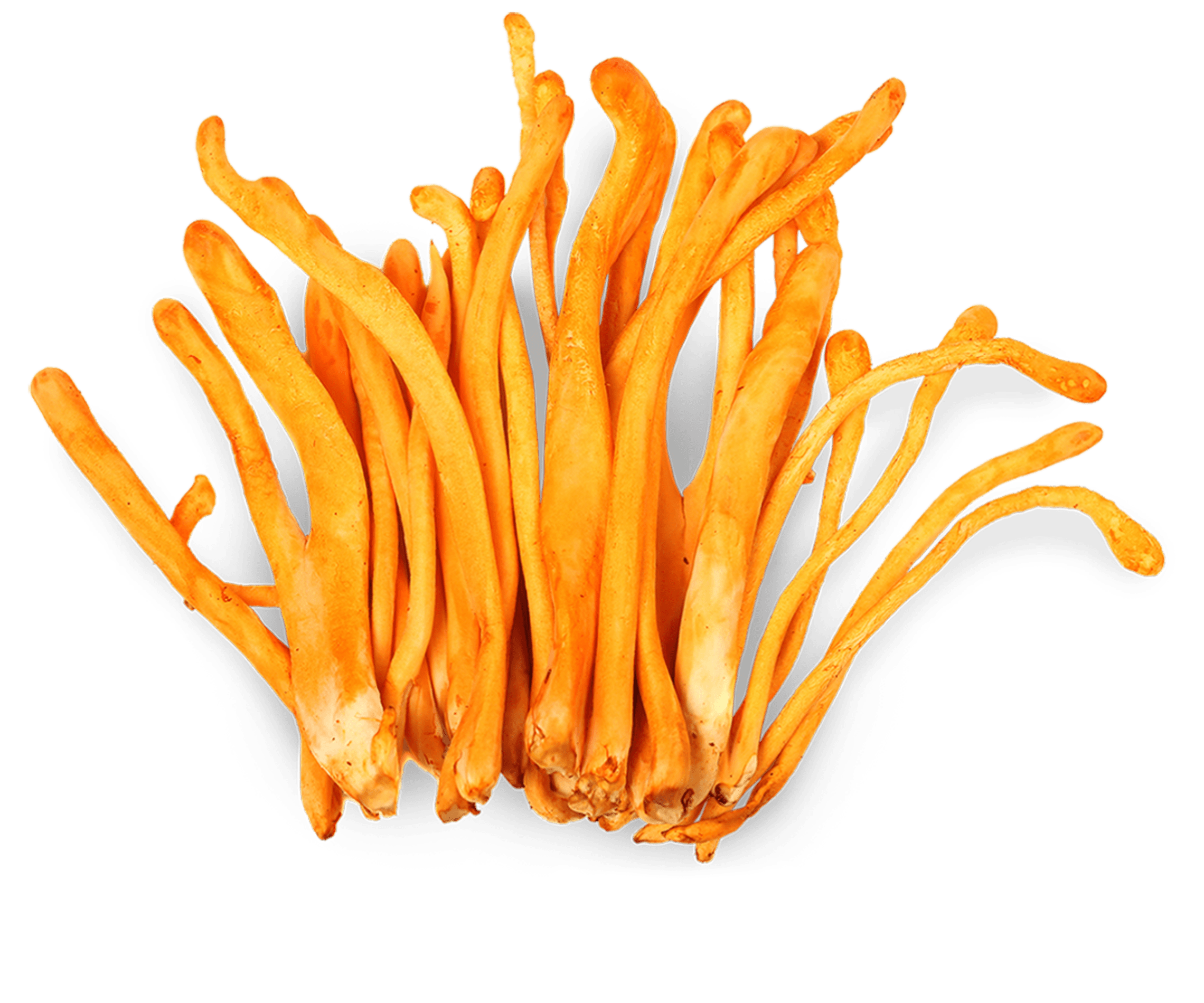 Cordyceps mushroom supplements