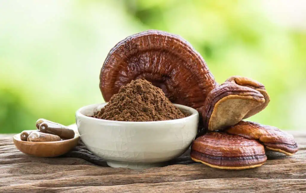 dries reishi mushroom extract