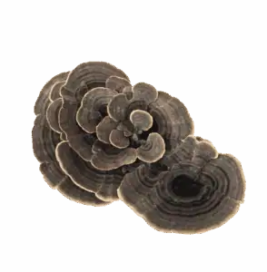 Turkey Tail Mushroom