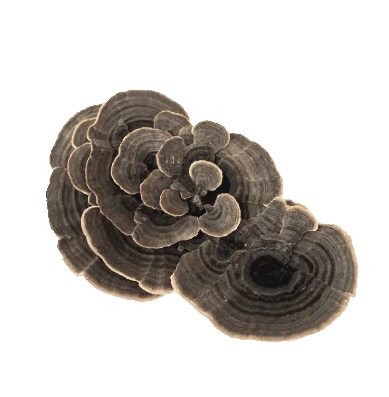 Turkey Tail Mushroom