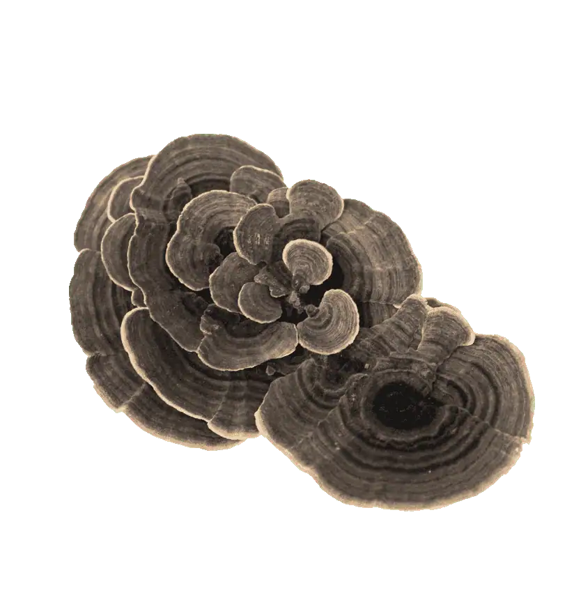 Turkey Tail Mushroom