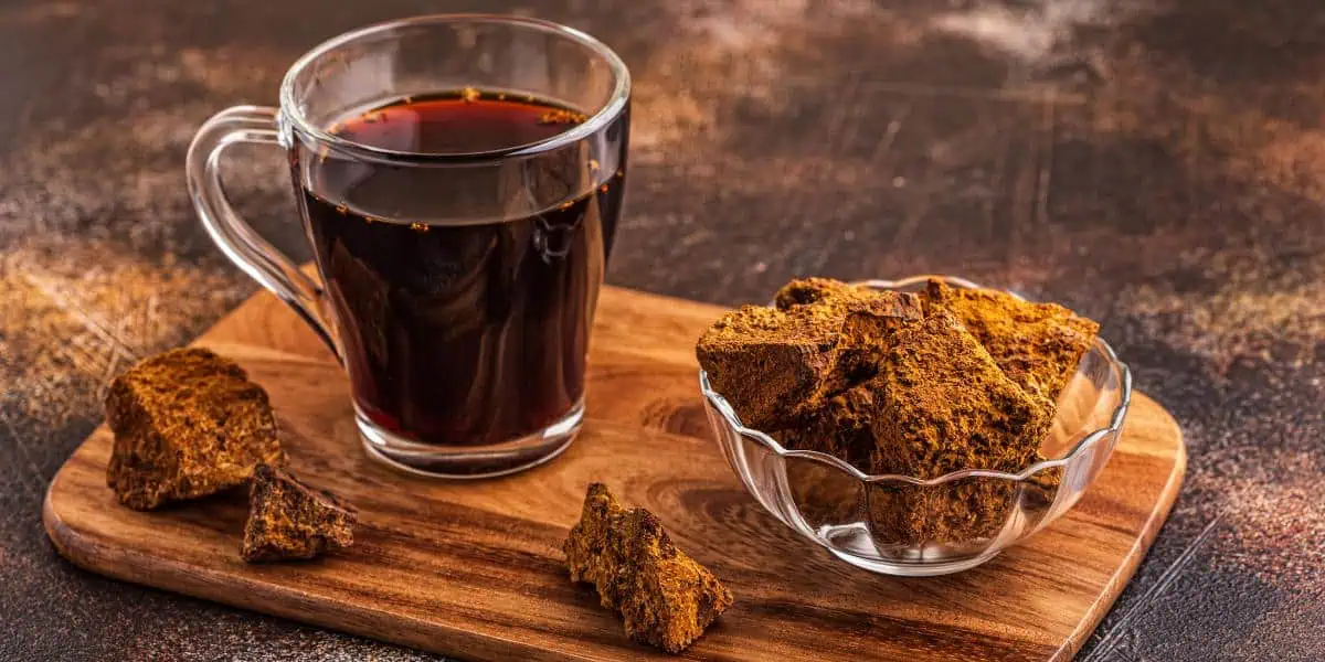 Chaga's fight against cancer
