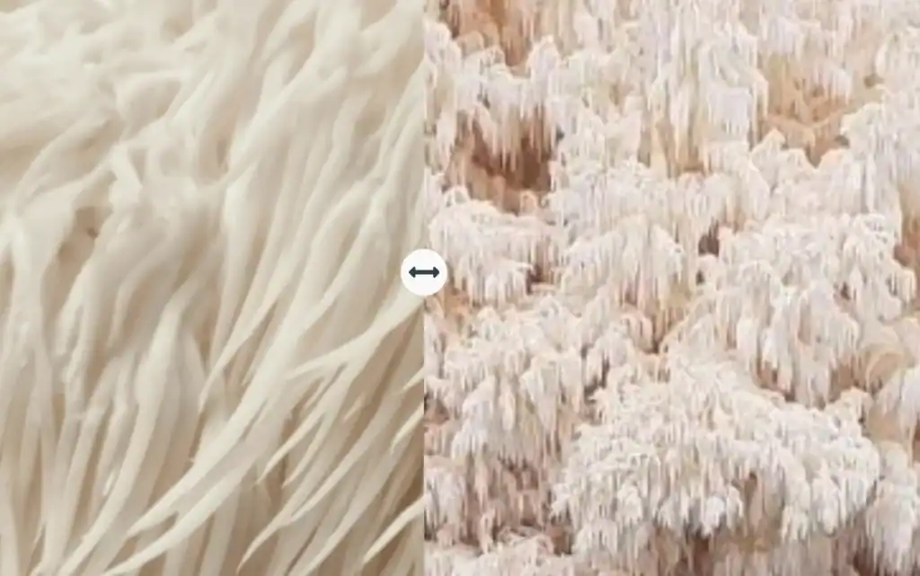 the fake NZ Lion's Mane