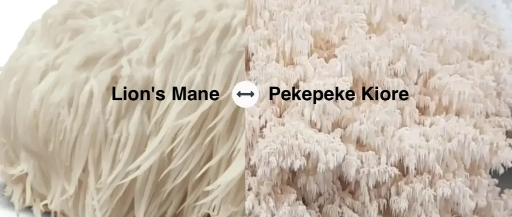 Real lion's mane vs fake lion's mane