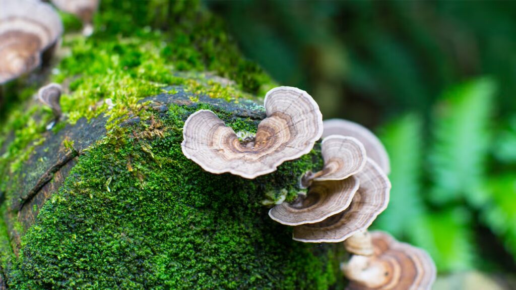 Turkey Tail mushroom research and immune modulation