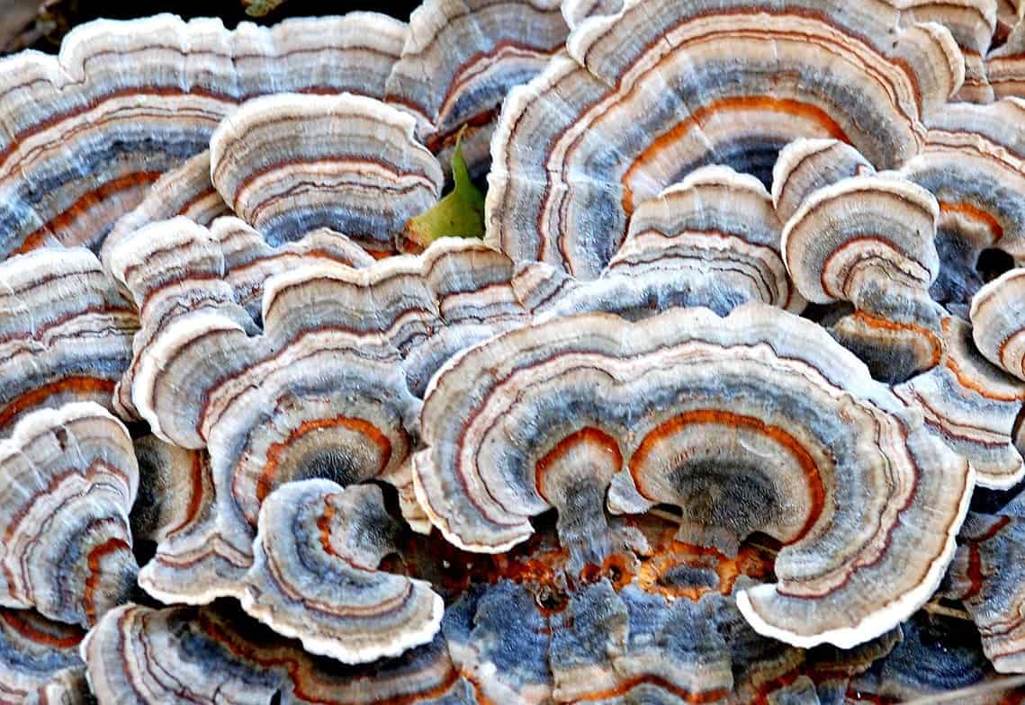 turkey tail mushrooms fighting HPV