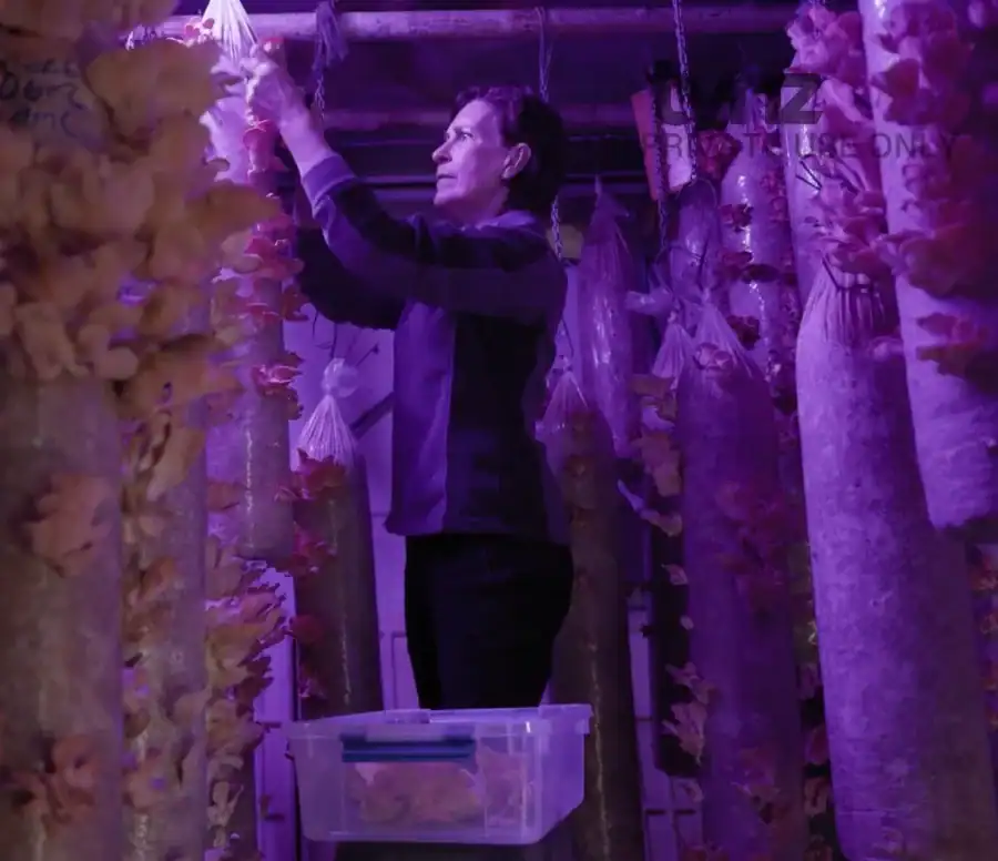 Harvesting oyster mushrooms on our Ōhau farm