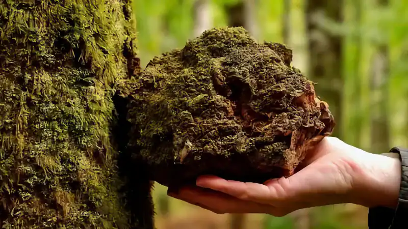 wild chaga going on a tree