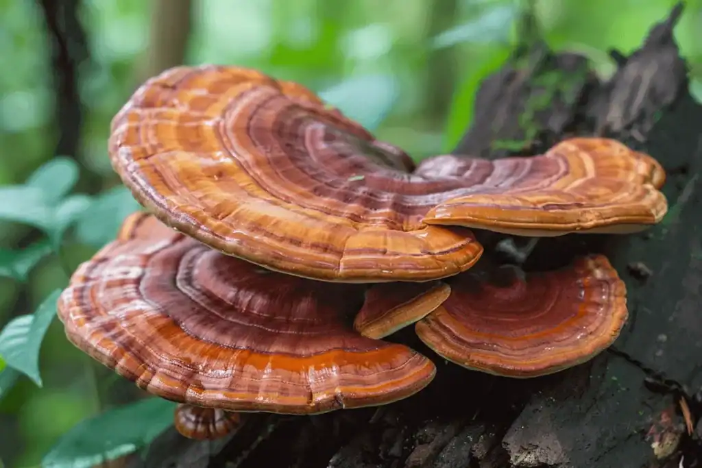 Reishi traditionally grow on a Duanwood Da Dao