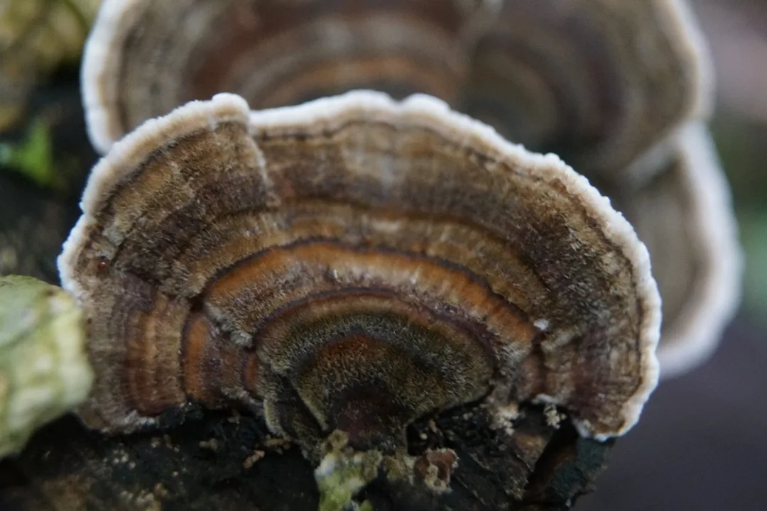 Turkey Tail mushroom (Trametes versicolor) growing on a fallen log
