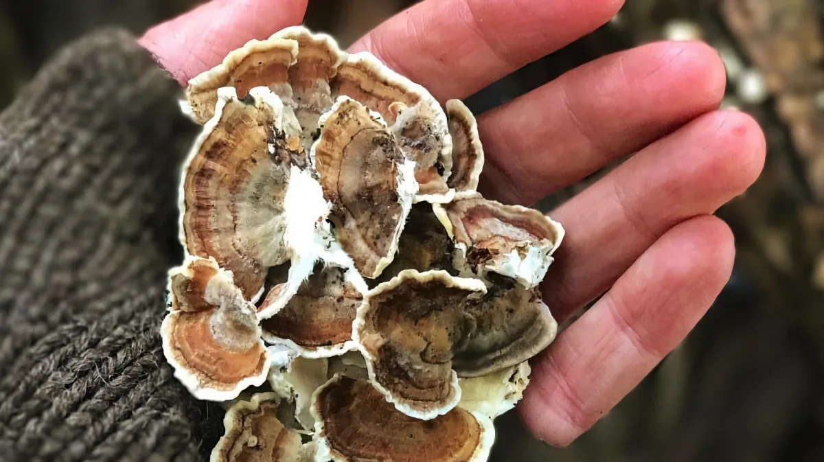 Turkey Tail Mushroom and Inflammation