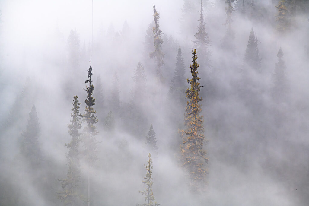 Lion's Mane effects week 1