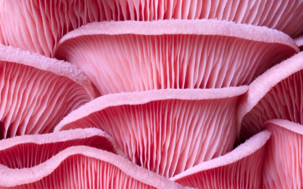 mycobio mushroom farm